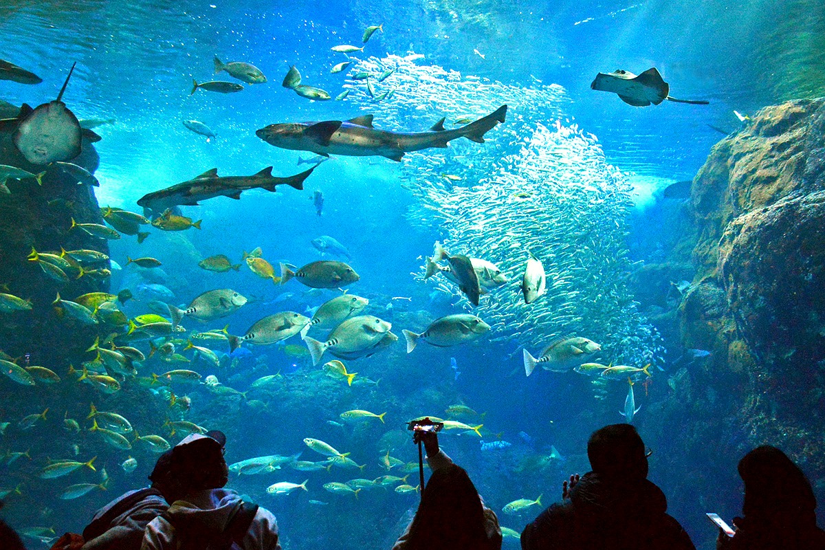 新江ノ島水族館